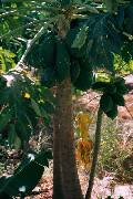 Noix de coco