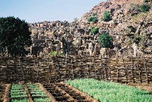 Tiogou Cultures